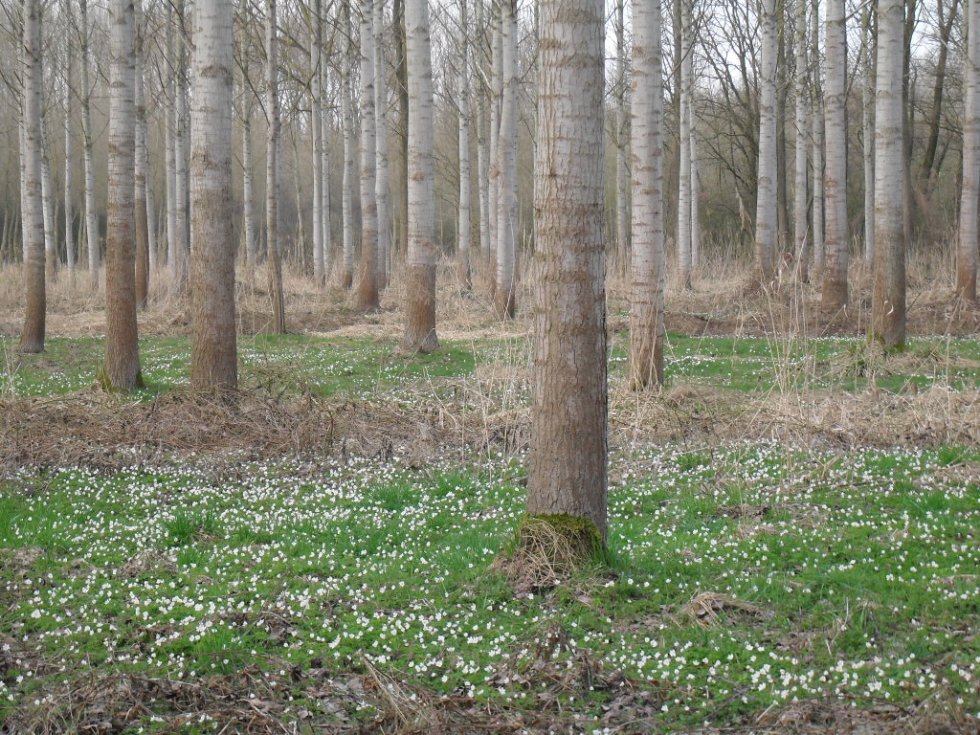 Wandeling De Prekers Schijndel